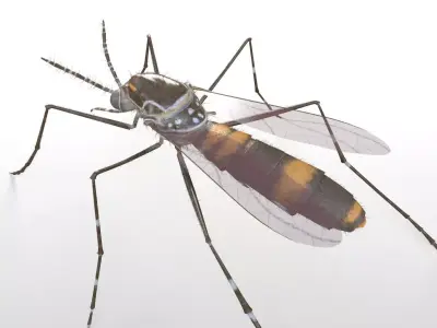 Mosquito insect Low-poly 3D model