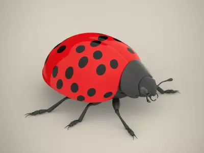 Ladybird ladybug 3D model
