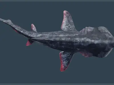 Basking Shark Low-poly 3D model