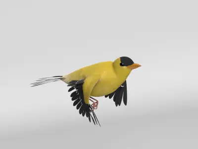 Goldfinch Animated 3D model