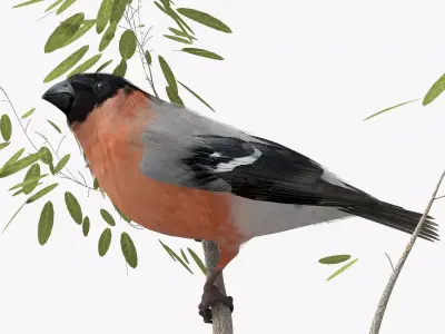 Eurasian Bullfinch - rigged - animated 3D model
