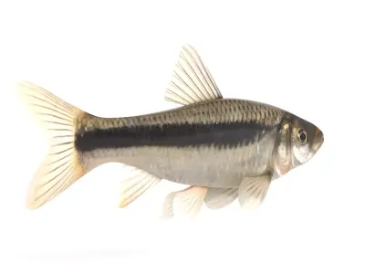 Fish Chub 3D model