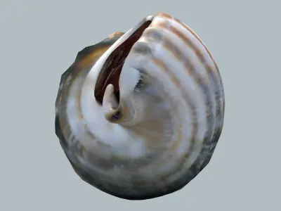 Sea Snail Nassariidae Low-poly 3D model