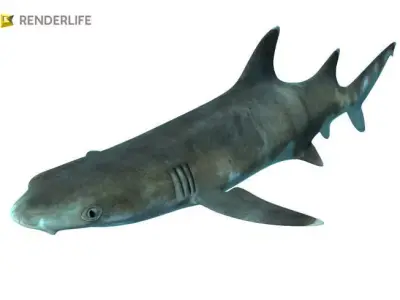 Reef shark with animations 3D model