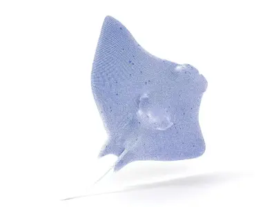 Oceanic Manta Ray model pack Low-poly 3D model