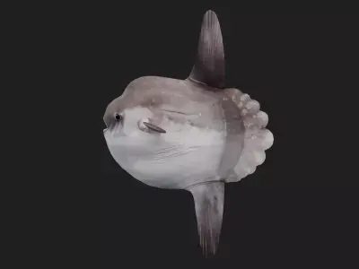 Sunfish Low-poly 3D model