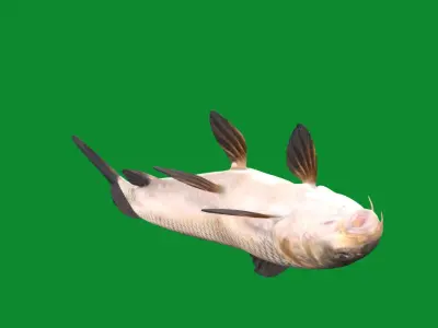 Barbeel Fish Low-poly 3D model
