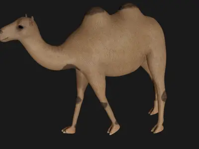 fully rigged low poly camel 2 Low-poly 3D model