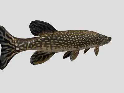 Pike Realistic Animated Low-poly 3D model