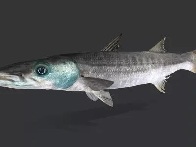 Predator Ocean Fish Collection 3D model