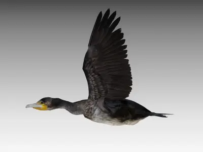 Great Cormorant Low-poly 3D model