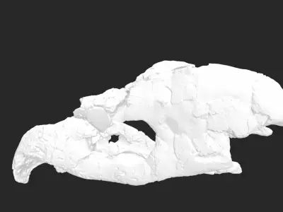 Archelon skull Free 3D print model