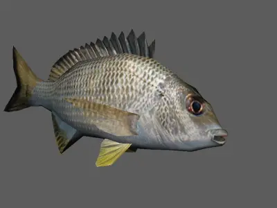 Bream Fish Lowpoly 3D Gaming model Low-poly 3D model