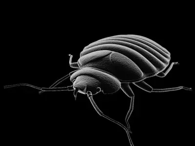 BedBug bed bug 3D model