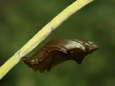 Chrysalis 3 caterpillar on stem Low-poly 3D model