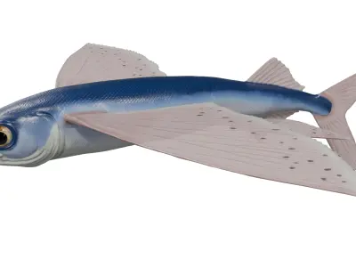 Flying fish 3D model buy