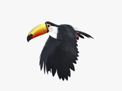 Ramphastos toco 3D model