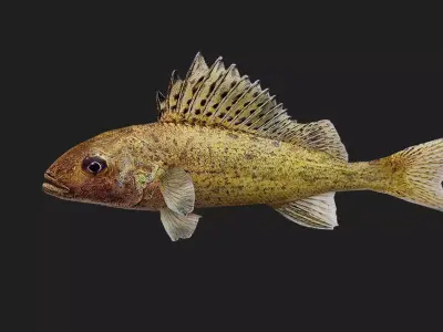 Ruffe Low-poly 3D model