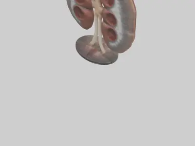 Falcon Kidneys 3D model