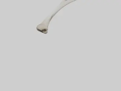 Falcon Humerus 3D model