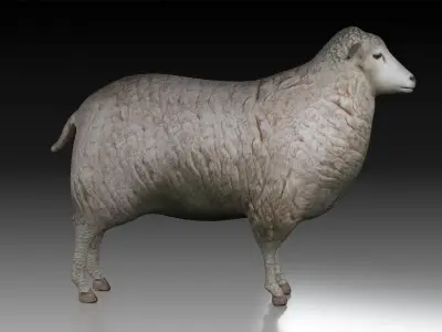sheep ram ewe lamp wool fur farm livestock domesticated merino  3D model