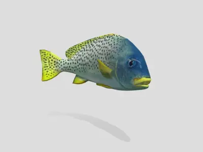 Blackspotted Sweetlips Realistic Animated Low-poly 3D model