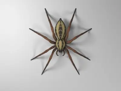 Wolf Spider Low-poly 3D model