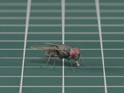 Housefly - Musca domestica - static 3D model