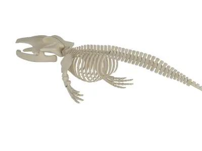 Blue Whale Skeleton 3D model