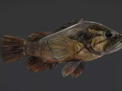 Realistic Perch Animated 3D model