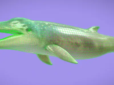 Messapicetus Low-poly 3D model