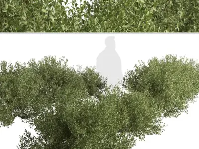 Set of Buxus bodinieri or Buxus Shrub -3 Shrubs 3D model