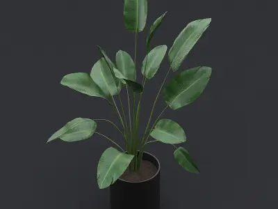 Bird Of Paradise I 3D model