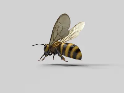 Honey Bee Low-poly 3D model