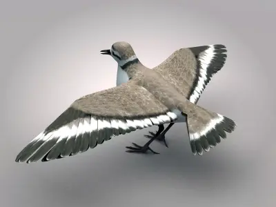 Sandpiper Ruddy Turnstone Bird Low-poly 3D model