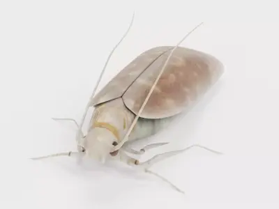 Cloth Moth Low-poly 3D model