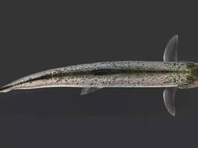 Realistic Salmon Animated 3D model