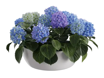  Large Mophead Hydrangea Plant Model, Blue 