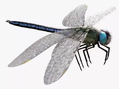 Anax imperator - Static 3D model