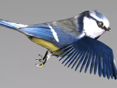 blue tit animated 3D model