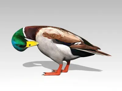 Mallard Duck Low-poly 3D model