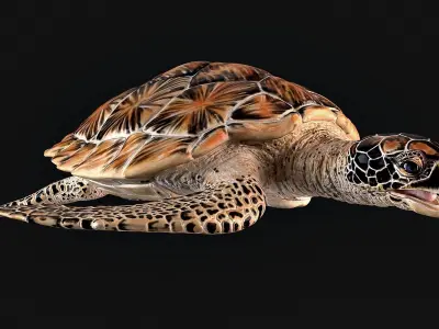 Hawksbill Sea Turtle 3D model