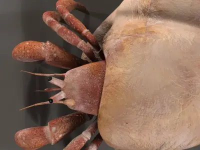 Hermit crab 3D model