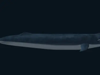 Blue Whale 3D model