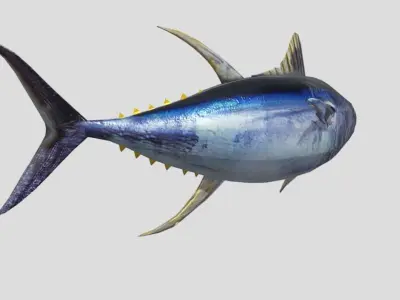 Yellowfin Tuna Low-poly 3D model
