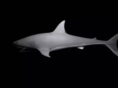 sharky shark Low-poly 3D model