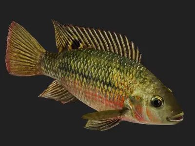 Cichlid Low-poly 3D model