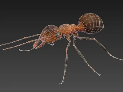 ant 3d Low-poly 3D model