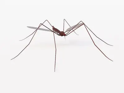 Mosquito 3d model Low-poly 3D model