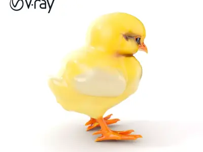 Realistic Chicken Chick Model Pack for Production and Gaming Low-poly 3D model